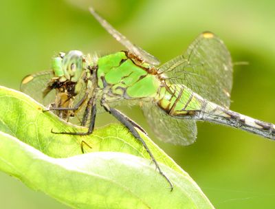 Eastern Pondhawk