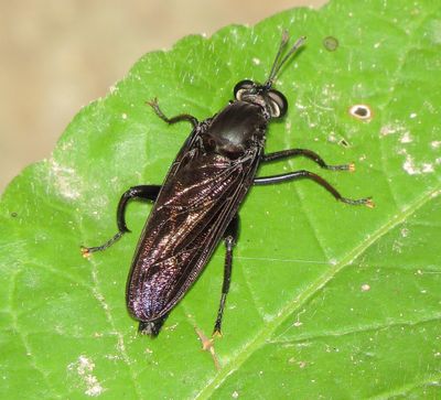 Mydas Chrysostomus