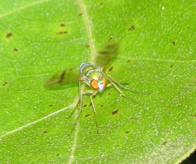 Condylostylus sipho