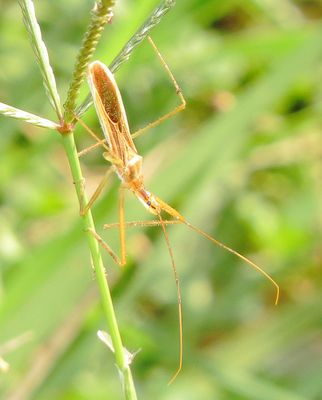 Zelus Cervicalis