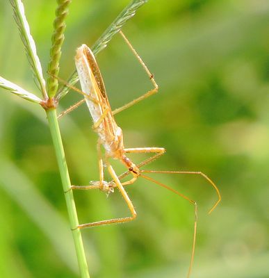 Zelus Cervicalis