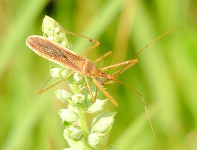 Zelus Cervicalis