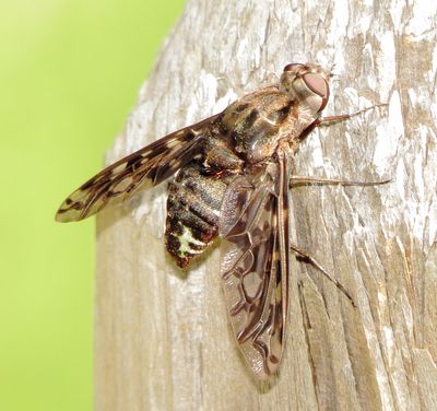 Tiger Bee Fly