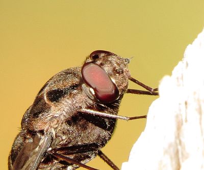 Tiger Bee Fly