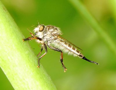 Genus Efferia