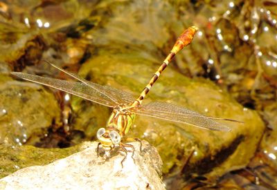 Eastern Ringtail