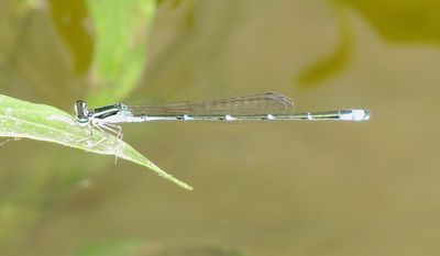 Stream Bluet