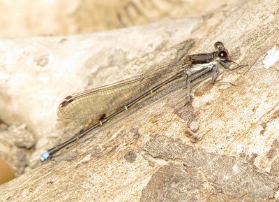 Blue-Tipped Dancer