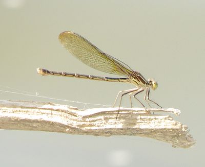 American Rubyspot