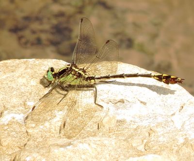 Black-Shouldered Spinyleg