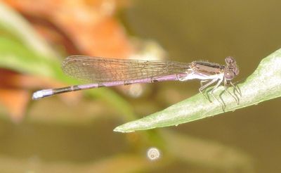 Variable Dancer