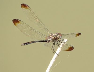 Swift Setwing