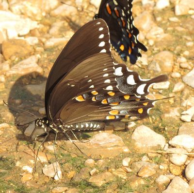 Spicebush Swallowtail