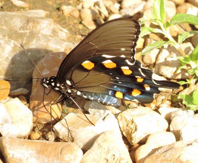 Pipevine Swallowtail