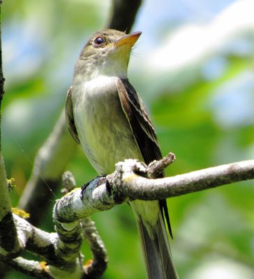 Eastern Wood Pewee