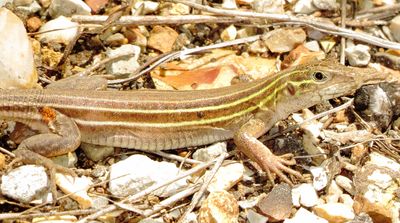 Prairie Racerunner