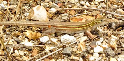 Prairie Racerunner