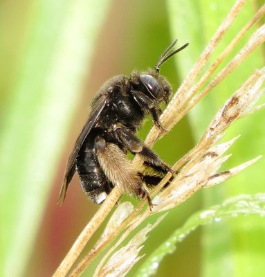 Two-Spotted Longhorn Bee