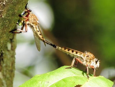Maroon-Legged Lion Fly