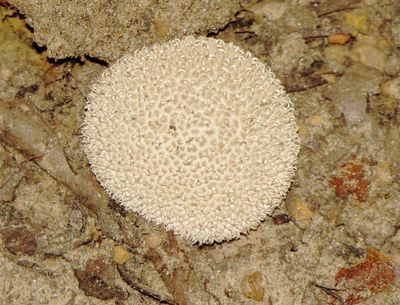 Genus Lycoperdon