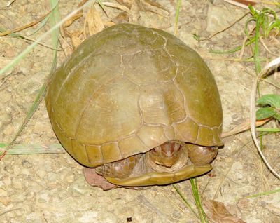 Three-Toed Box Turtle