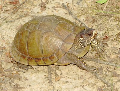 Three-Toed Box Turtle