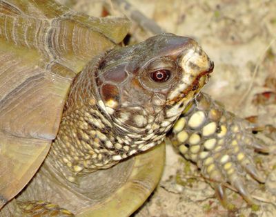 Three-Toed Box Turtle