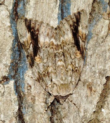 Sad Underwing