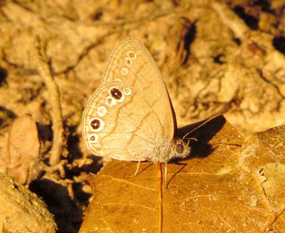 Carolina Satyr