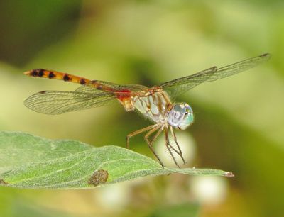Blue-Faced Meadowhawk