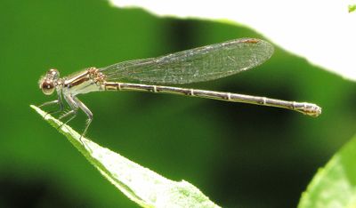 Dusky Dancer