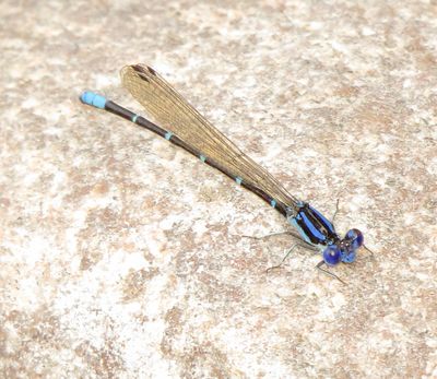 Blue-Ringed Dancer