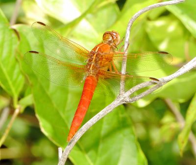 Neon Skimmer