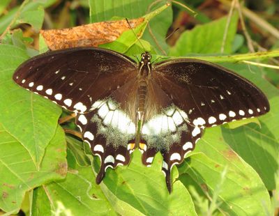 Spicebush Swallowtail