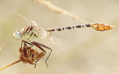 Flag-Tailed Spinyleg