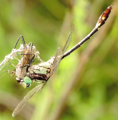 Black-Shouldered Spinyleg