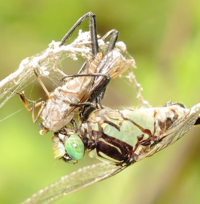 Black-Shouldered Spinyleg