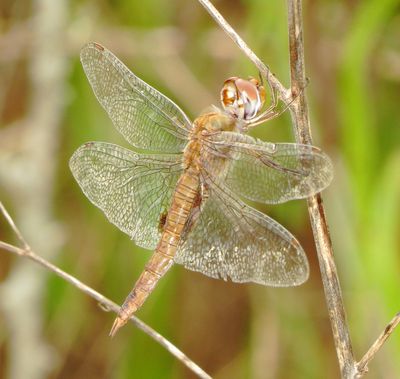 Spot-Winged Glider