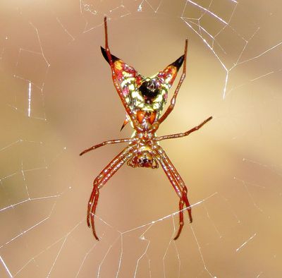 Arrow-Shaped Orbweaver