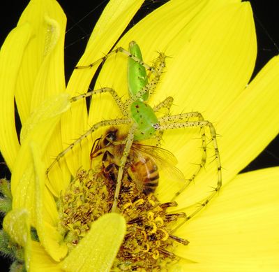 Green Lynx Spider