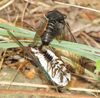 Lyric Cicada