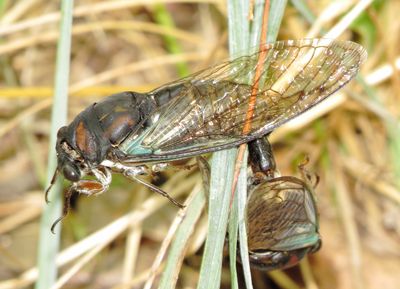 Lyric Cicada