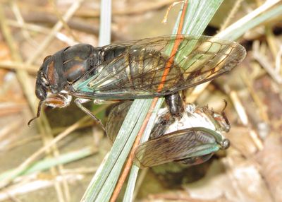 Lyric Cicada