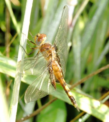 Black Saddlebags