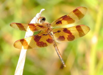 Halloween Pennant