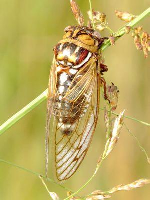 Bush Cicada