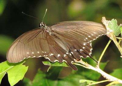 Pipevine Swallowtail