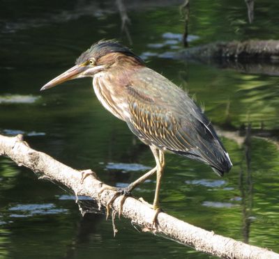 Green Heron