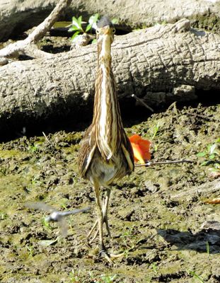 Green Heron