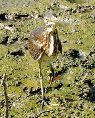 Green Heron